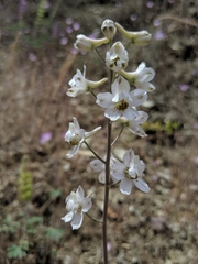 Delphinium gypsophilum