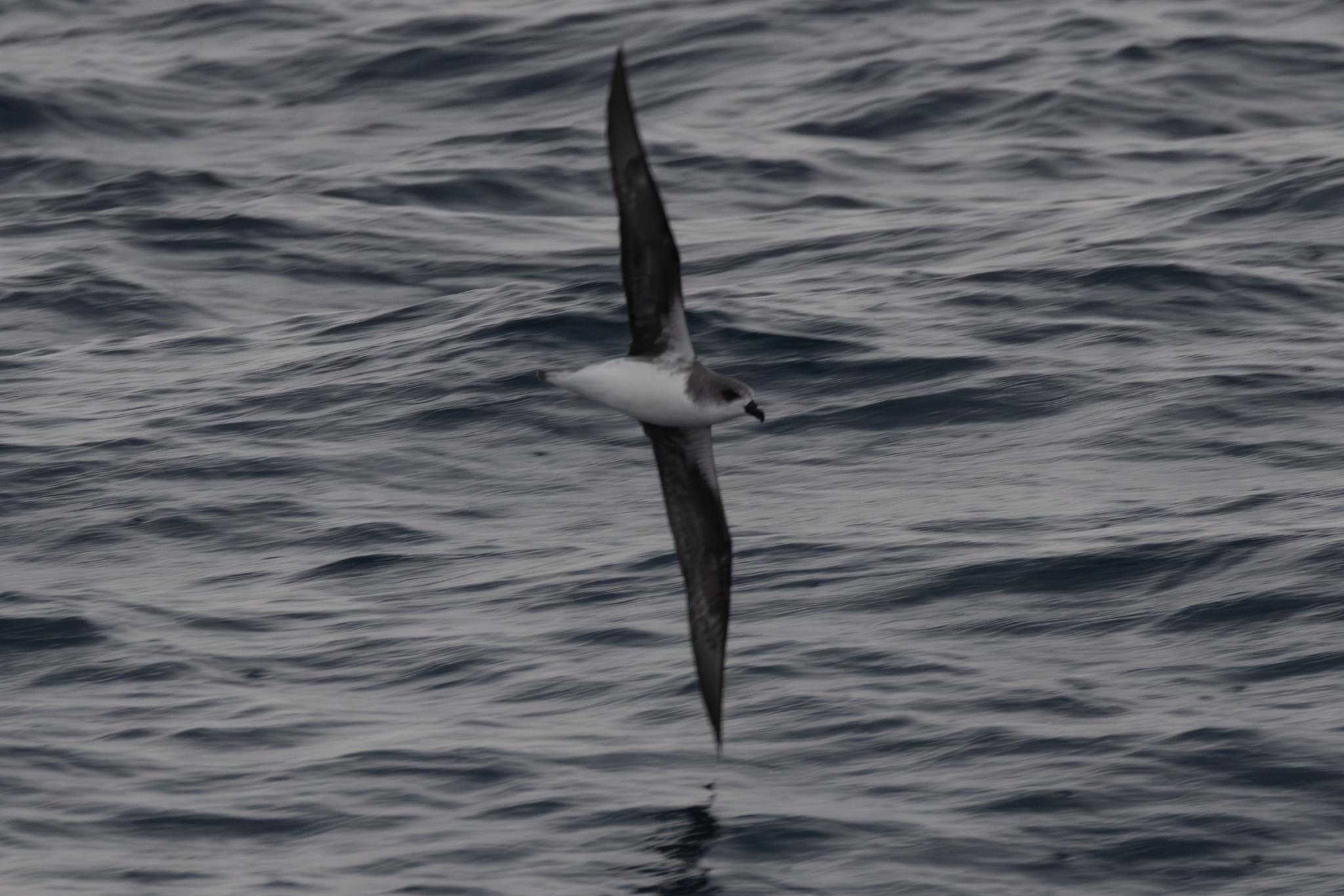 Desertas Petrel (Pterodroma deserta), photo 10