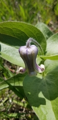 Clematis fremontii