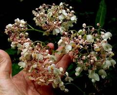 Begonia nelumbiifolia, photograph author not stated, no rights reserved