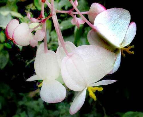 Begonia nelumbiifolia, photograph 4