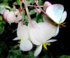 author not stated, no rights reserved Begonia nelumbiifolia, photograph author not stated, no rights reserved