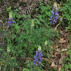 Lupinus benthamii