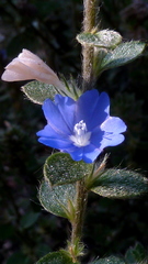 Evolvulus glomeratus