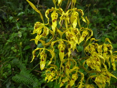 Cyrtochilum pardinum
