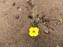 Camissoniopsis cheiranthifolia cheiranthifolia