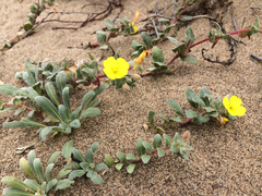 Camissoniopsis cheiranthifolia cheiranthifolia