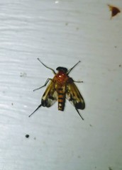 Rhagio floridensis