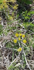 Lomatium foeniculaceum