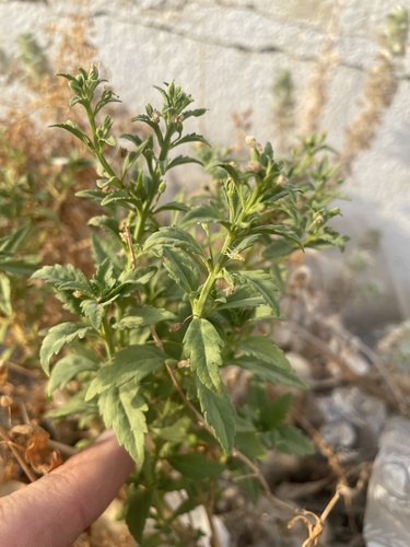 Licorice Weed