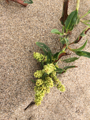 Rumex crassus