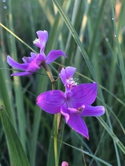 Calopogon oklahomensis