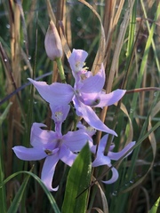 Calopogon oklahomensis