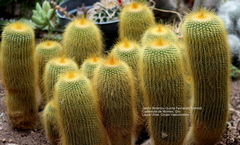 Parodia lenninghausii