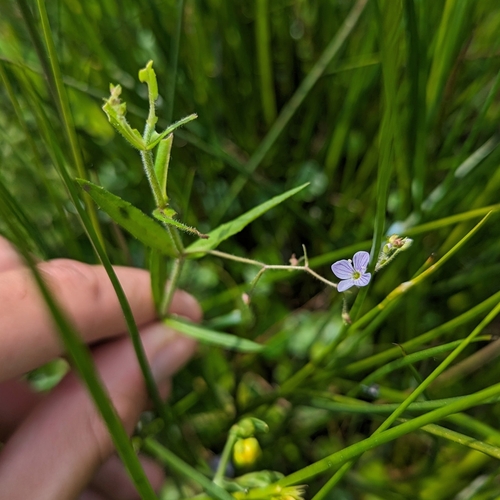 Veronica scutellata iNat (2)