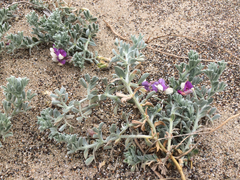 Lathyrus littoralis