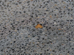 Eoophyla conjunctalis