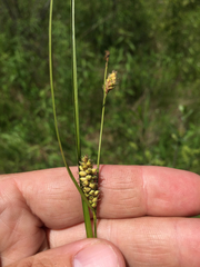 Carex pellita