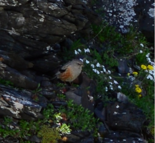 Alpine Accentor, город-курорт Сочи, Краснодарский край, Россия, photo 7 of 10