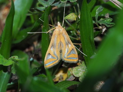 Eoophyla conjunctalis