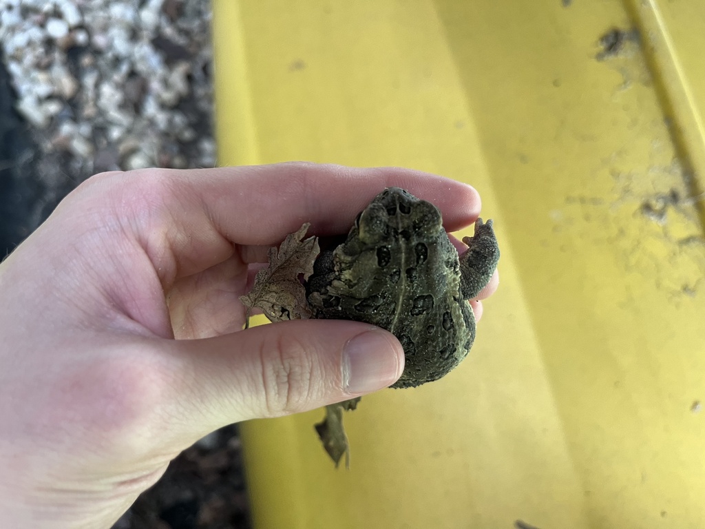 Fowler's Toad in June 2024 by Matthew · iNaturalist