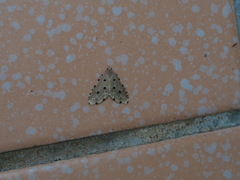 Metaemene atrigutta maculata