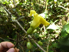 Schultesianthus leucanthus