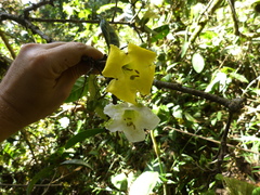 Schultesianthus leucanthus