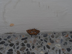 Paracymoriza cataclystalis