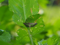 Cnaphalocrocis limbalis