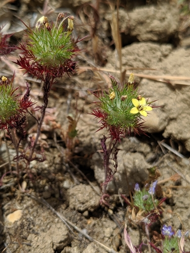 Image of Navarretia nigelliformis by no rights reserved