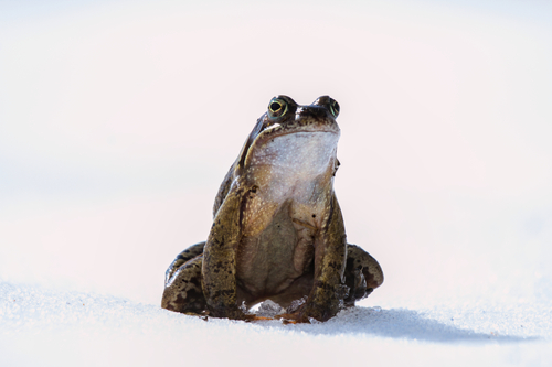 European frog, Rana temporaria