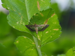 Cnaphalocrocis limbalis