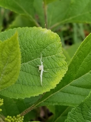 Misumessus oblongus