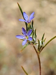 Eriastrum calocyanum