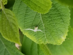 Misumessus oblongus
