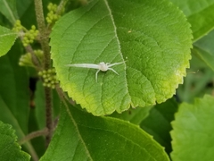 Misumessus oblongus