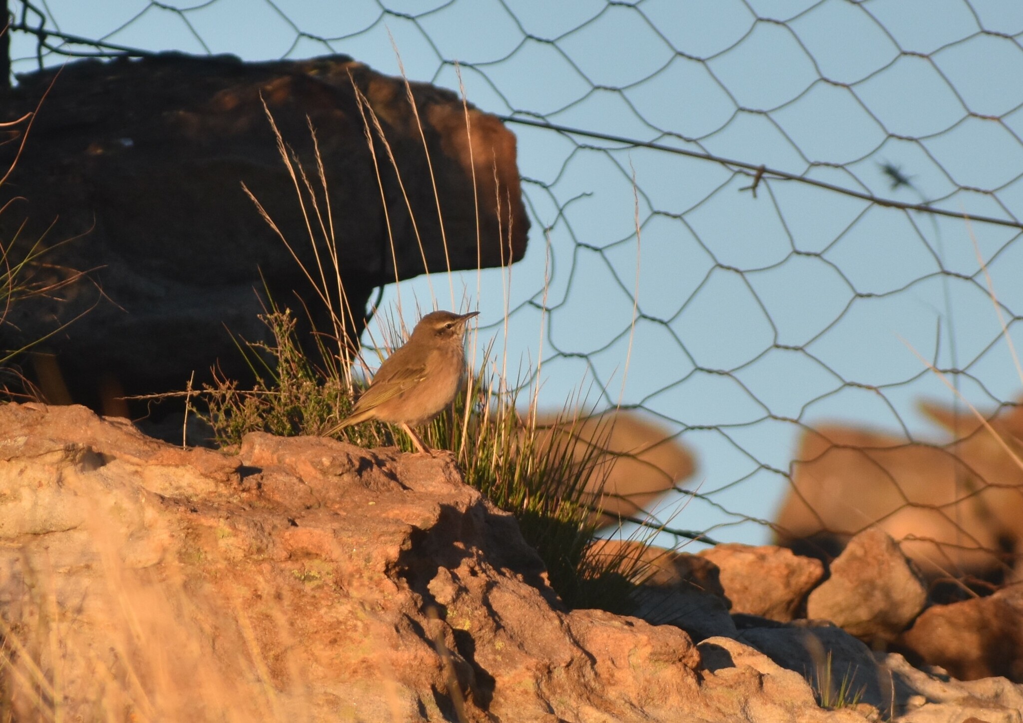 African Rock Pipit (Anthus crenatus), photo 5