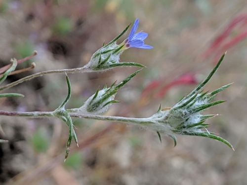 Image of Pretty Blue Woolly-Star (Eriastrum calocyanum) by no rights reserved