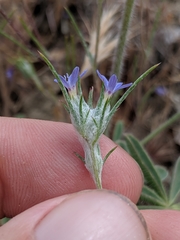 Eriastrum calocyanum