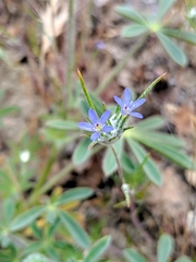 Eriastrum calocyanum