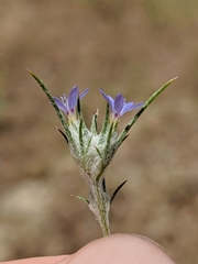 Eriastrum calocyanum