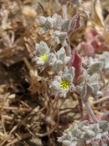 Image of Hollisteria lanata by no rights reserved