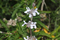 Salvia brandegeei