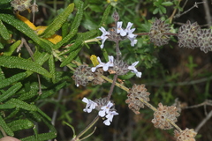Salvia brandegeei