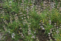 Salvia brandegeei