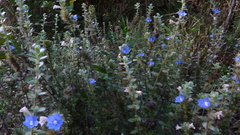 Evolvulus glomeratus