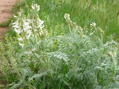 Astragalus drummondii