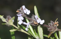 Salvia brandegeei