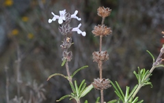 Salvia brandegeei